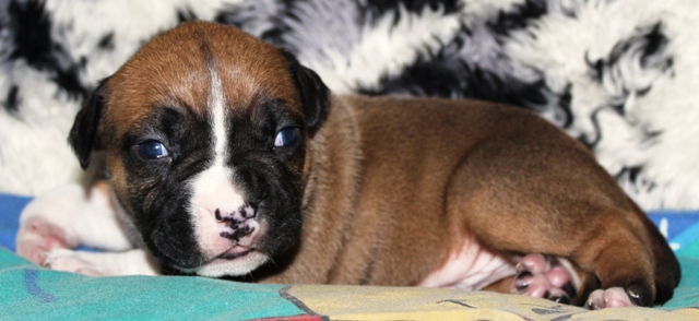 DDDawgs Red Bull (AI)